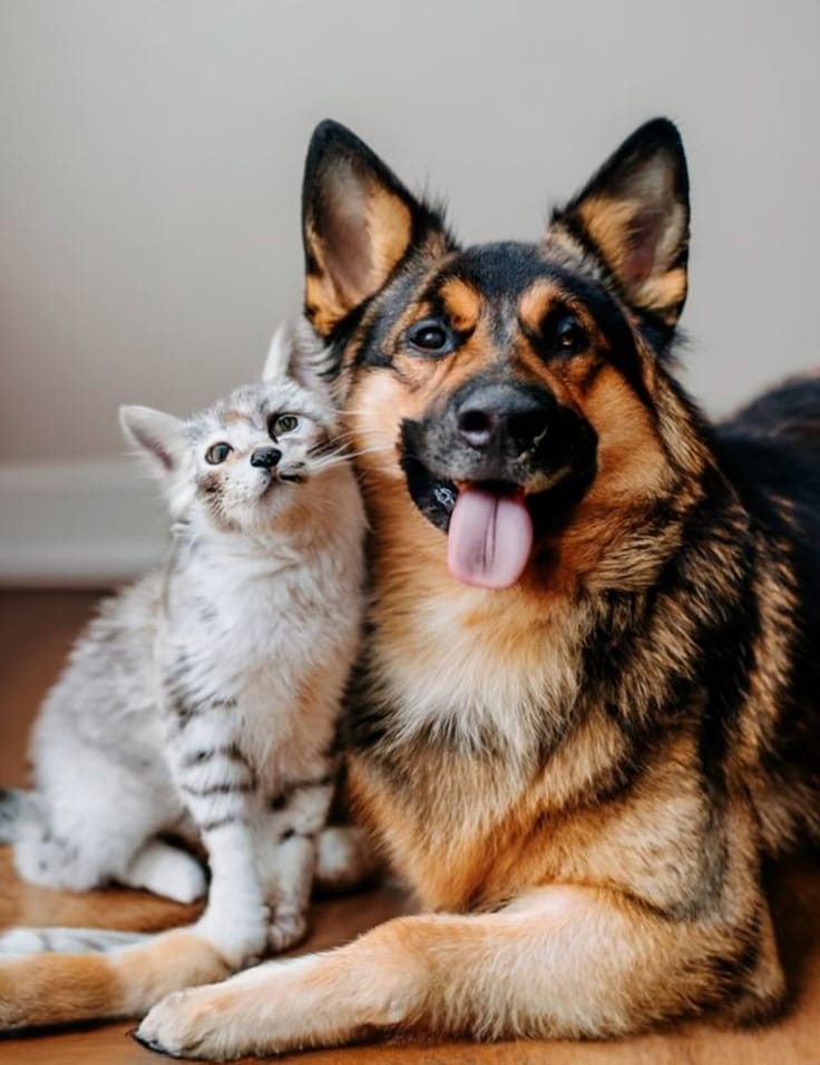 Cane e gatto